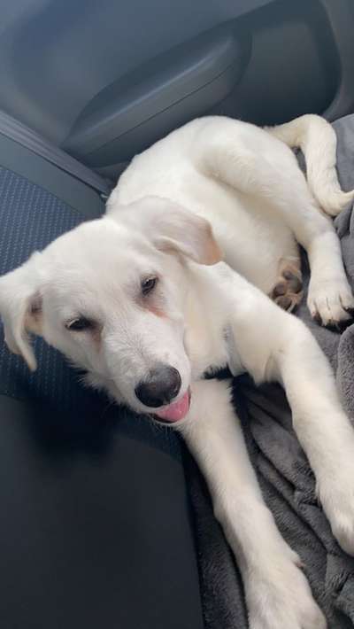 Labradorfans-Beitrag-Bild