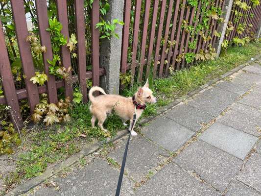 Hundetreffen-Gassi Runde zum kennenlernen-Bild