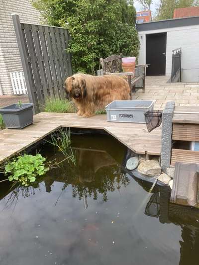 Dogorama-Monats-Challenge-Mai "Wasser"-Beitrag-Bild