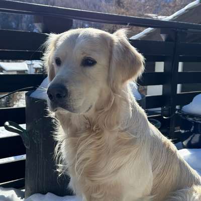Hundetreffen-Gemeinsames Spazieren-Bild