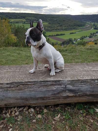 Französische Bulldoggen-Beitrag-Bild