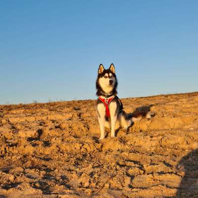 Hundetreffen-Neue Spielpartner gesucht🤗😊-Bild