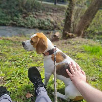 Beagle ohne Leine?-Beitrag-Bild