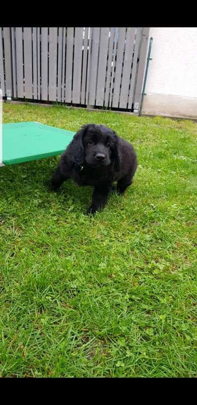 Welpen Bilder !-Beitrag-Bild