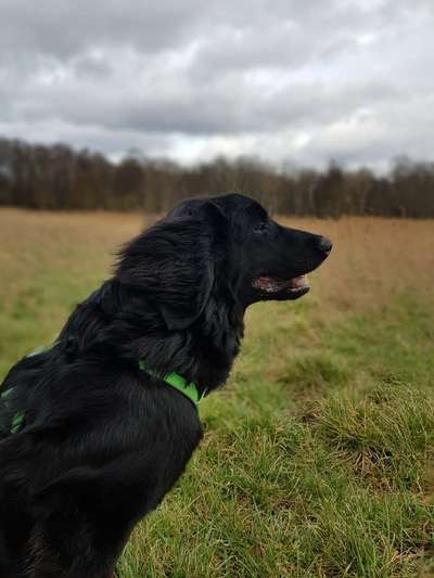 Hovawart-Beitrag-Bild