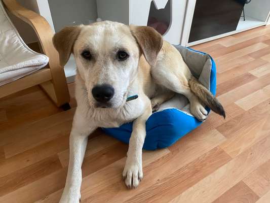 Auslandstierschutz-Beitrag-Bild