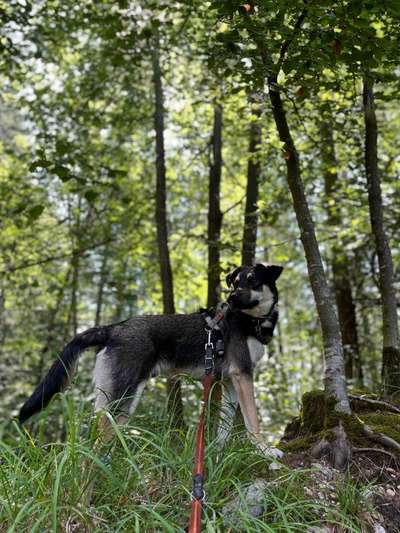 Odin - Tierschutzhund aus Bulgarien-Beitrag-Bild