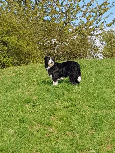 Gibts hier Mioritic Besitzer?-Beitrag-Bild