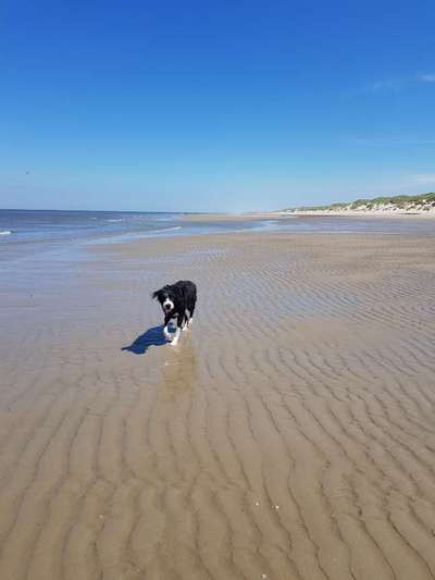 Gibts hier Mioritic Besitzer?-Beitrag-Bild