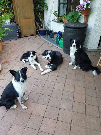 Gibts hier Mioritic Besitzer?-Beitrag-Bild