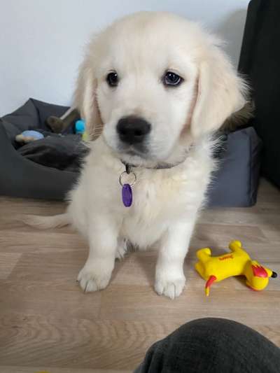 Golden Retriever-Beitrag-Bild