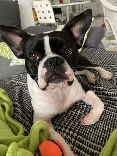 Wo sind hier die Boston Terrier?-Beitrag-Bild