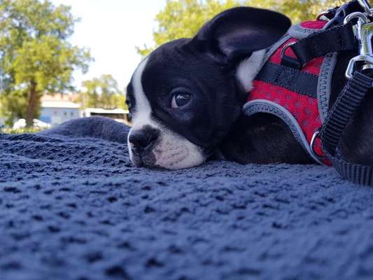 Wo sind hier die Boston Terrier?-Beitrag-Bild