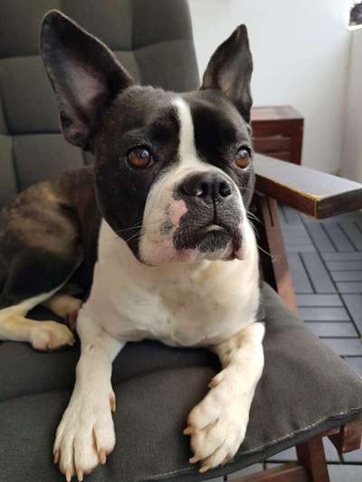Boston Terrier Liebhaber❤️-Beitrag-Bild