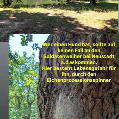Giftköder-Eichenprozessionsspinner-Bild