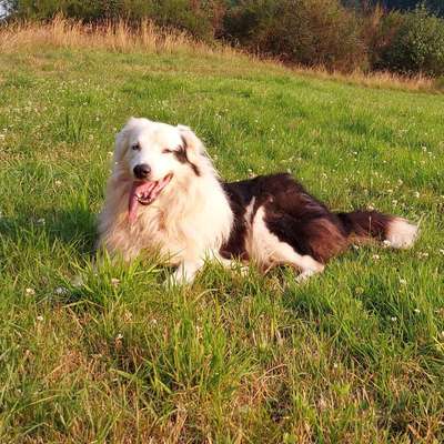 Hundetreffen-Schwimmen mit Hunden bei Kürten-Bild
