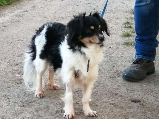 Hundetreffen-Hundekontakt-Bild