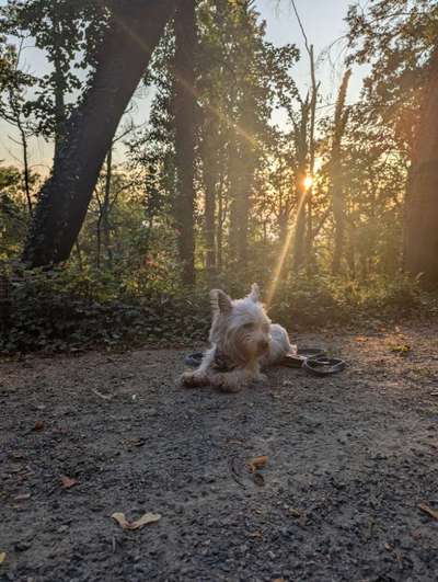 Hundetreffen-Gassifreunde gesucht🐶-Bild