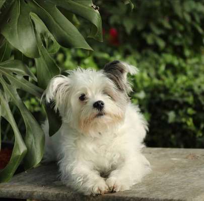 Die Dogorama Monats Challenge "Es grünt und blüht"-Beitrag-Bild