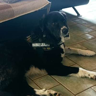 Auslandstierschutz-Beitrag-Bild