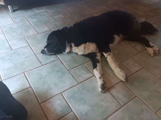 Auslandstierschutz-Beitrag-Bild