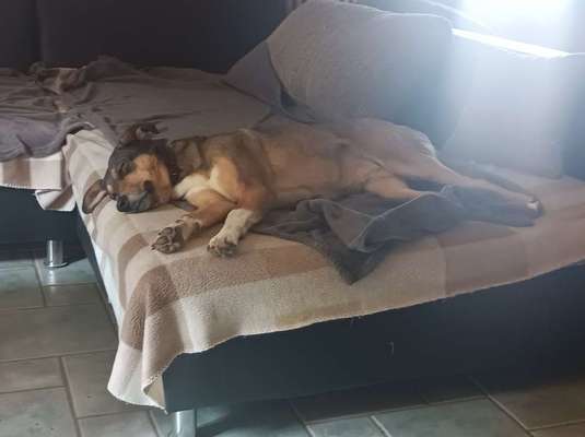 Auslandstierschutz-Beitrag-Bild