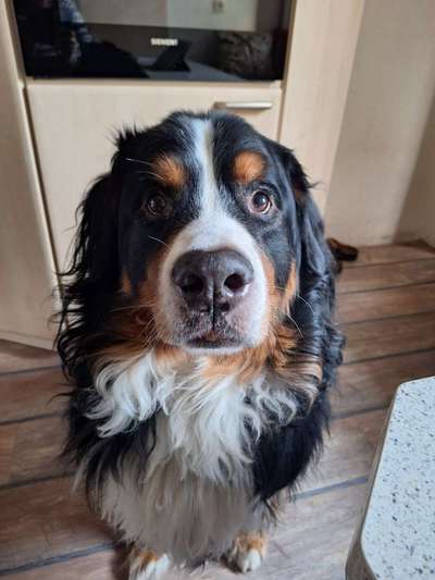 Reinrassige Hunde?-Beitrag-Bild