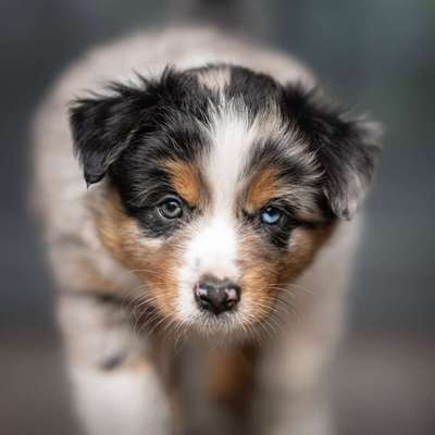 Hundetreffen-Treffen in Bad Iburg-Profilbild