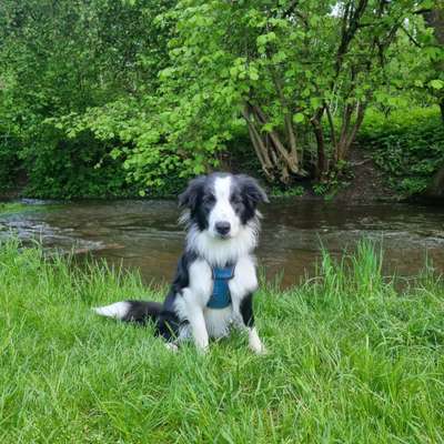 Hundetreffen-Toben am Kreiz'l in Edling-Bild