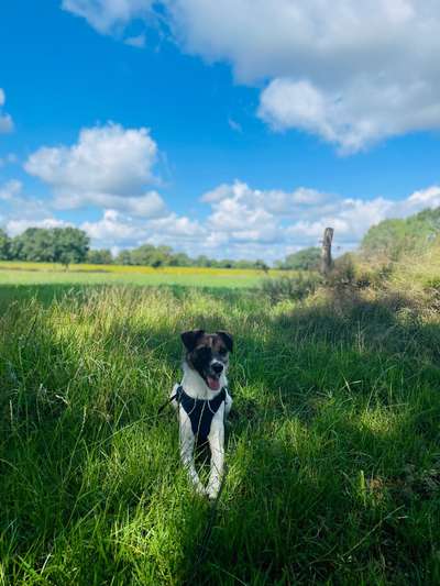 Hundetreffen-Freunde gesucht-Bild