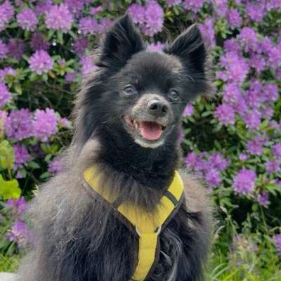 Hundetreffen-Kleine Gassi-Freunde gesucht-Bild