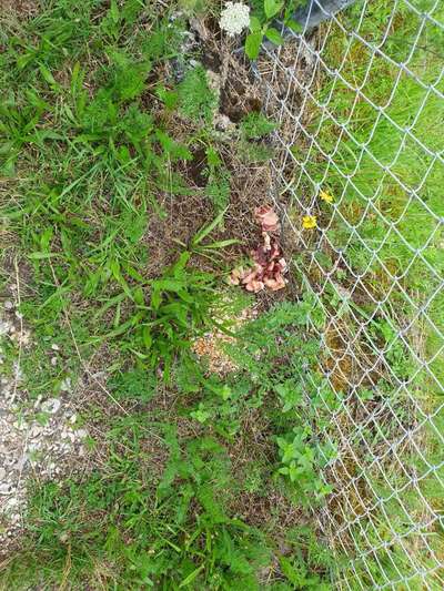 Giftköder-ACHTUNG evtl. GIFTKÖDER - AUWIESEN-Bild