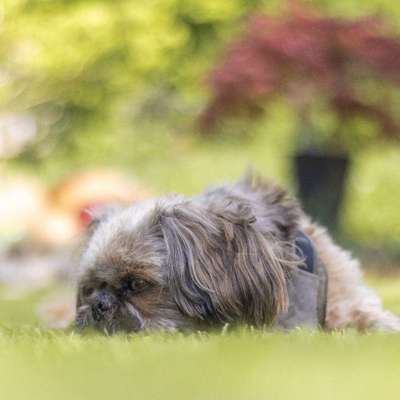 Tierfotografen-Aline Größ Fotografie & Design-Bild