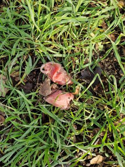 Giftköder-Fleischstücke ausgelegt-Bild