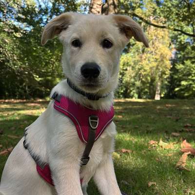 Hundetreffen-Spaziergänge zur Sozialisierung-Bild