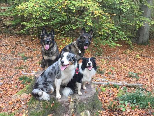 Bester Freund, Hundekumpel - zeigt her!-Beitrag-Bild