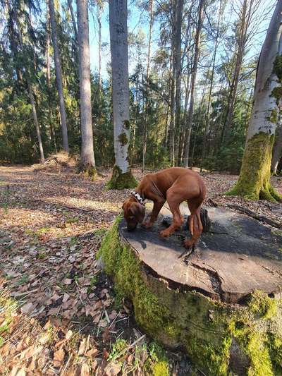 Hundetreffen-Welpentreffen in Burgthann.-Bild