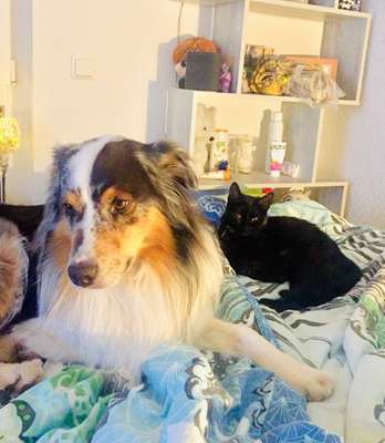 Hund und Katz Momente-Beitrag-Bild