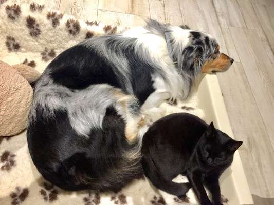 Hund und Katz Momente-Beitrag-Bild