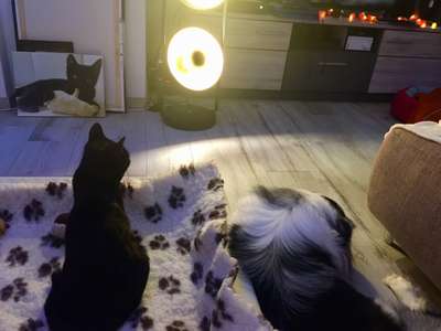 Hund und Katz Momente-Beitrag-Bild