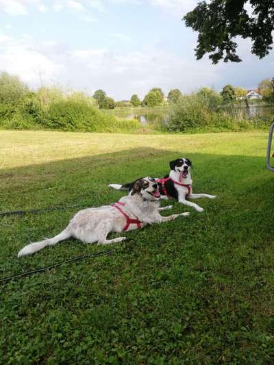 Dogorama Photo Challenge - Die besten Hundebuddys-Beitrag-Bild