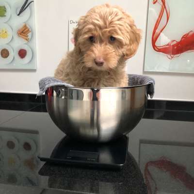 Die Dogorama Wochen Challenge-Beitrag-Bild