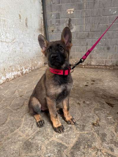Hundetreffen-Spielpartner für kleine Spaziergänge gesucht-Bild