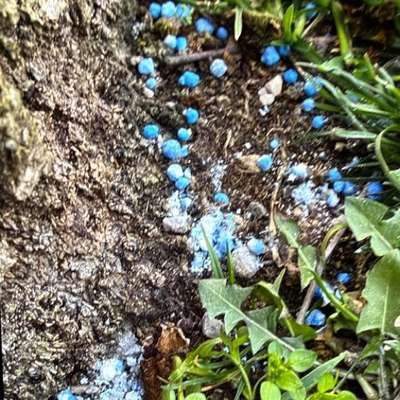 Giftköder-Schneckenkorn !!!-Bild