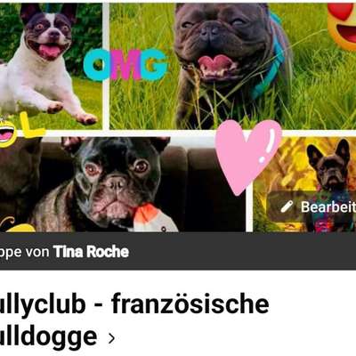 aktuelles Foto Gruppe Französische Bulldogge