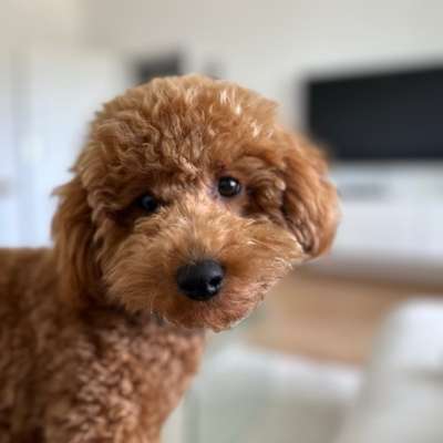 Hundetreffen-Pudeltreff-Profilbild