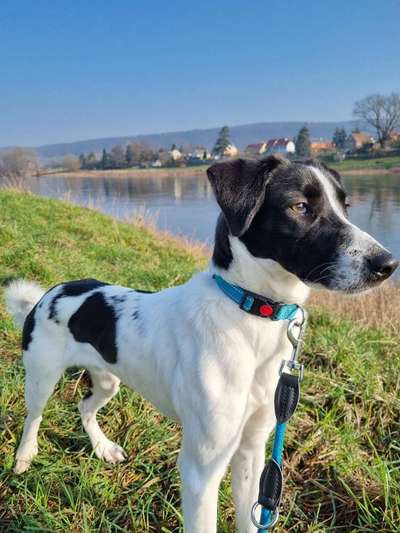 Hundetreffen-Spielen & Toben Nähe Heidenau-Bild