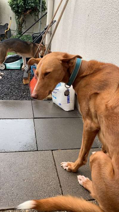 Windhunde - Treffen der besonderen Schönheiten
HERZLICH WILLKOMMEN-Beitrag-Bild