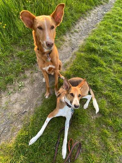 Hund aus dem Spanischen Tierschutz-Beitrag-Bild