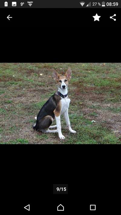 Windhunde - Treffen der besonderen Schönheiten
HERZLICH WILLKOMMEN-Beitrag-Bild